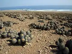 Copiapoa cinerea ssp. haseltoniana fma. gigantea