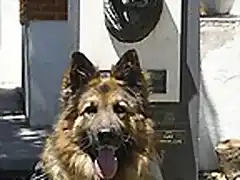 perro polica condecorado por detectar un bomba lapa-Solo hay en el mundo 21