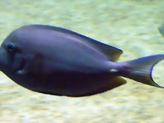 Acanthurus coeruleus