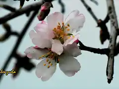 18, flor de almendro 7, marca