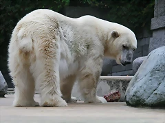 Zoos Wuppertal, Dortmund y Gelsenkirchen 01-10-09 024 Zoos Wuppertal, Dortmund y Gelsenkirchen 01-10-09 024