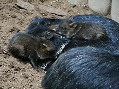 Zoos Wuppertal, Dortmund y Gelsenkirchen 01-10-09 223 Zoos Wuppertal, Dortmund y Gelsenkirchen 01-10-09 223