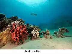 fondo de coral