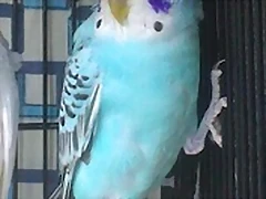 ¿opalino azul cielo?