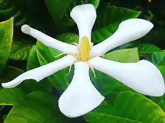 Gardenia