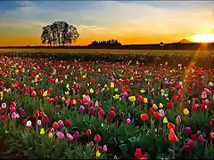 Tulipanes-Holanda[1]