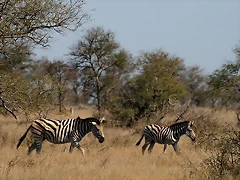 Kruger National Park 28-31 mayo 2009 1012 Kruger National Park 28-31 mayo 2009 1012
