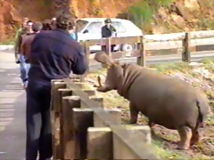 22-Hippopotamus