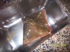 pesca puntapiedra 007 (1)