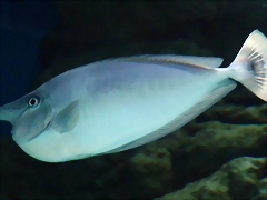 Naso brevirostris 2 (15-10-20 Acuario de Sevilla) Naso brevirostris 2 (15-10-20 Acuario de Sevilla)