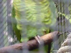Amazona xanthops Amazona xanthops