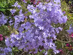 02, flor de la jacaranda, marca