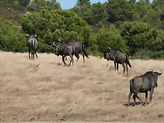 Zoo Lunaret + Sigean 18 i 19-09-10 2316 Zoo Lunaret + Sigean 18 i 19-09-10 2316