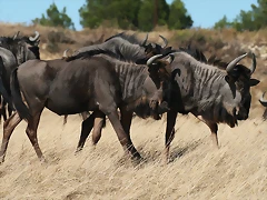 Zoo Lunaret + Sigean 18 i 19-09-10 2325 Zoo Lunaret + Sigean 18 i 19-09-10 2325