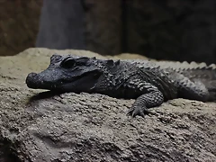 Zoo de Barcelona 14-09-11 210