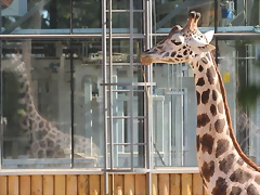 Zoo de Barcelona 14-09-11 320