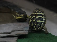 Zoo de Barcelona 14-09-11 219