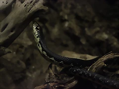 Zoo de Barcelona 14-09-11 232