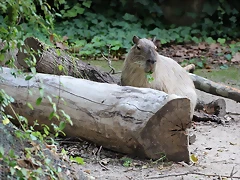 Zoo de Barcelona 14-09-11 698 Zoo de Barcelona 14-09-11 698