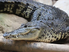 Zoo de Barcelona 14-09-11 160