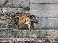 Zoo de Barcelona 14-09-11 676 Zoo de Barcelona 14-09-11 676