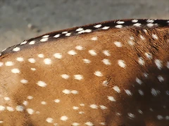 Zoo de Barcelona 26-09-11 141