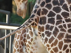 Zoo de Barcelona 26-09-11 118