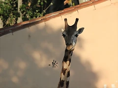 Zoo de Barcelona 26-09-11 176