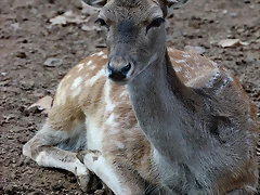 Zoo de Barcelona 26-09-11 216 Zoo de Barcelona 26-09-11 216