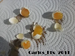 huevos 27-9-2011