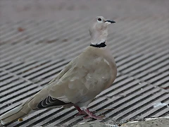 Zoo de Barcelona 26-09-11 126