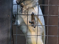 Zoo de Barcelona 26-09-11 441 Zoo de Barcelona 26-09-11 441