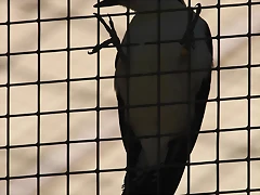Zoo de Barcelona 26-09-11 014