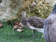 Zoo de Barcelona 26-09-11 091
