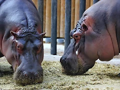 Zoo de Barcelona 26-09-11 117