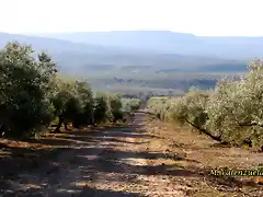 23, camino de olvera, marca