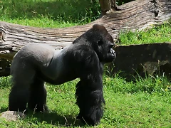 Zoo Berlin 25-06-11 1537 Zoo Berlin 25-06-11 1537