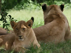 Lion Park & Johannesburg  Zoo 31-01-09 198