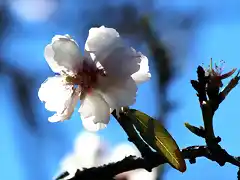 flor de almendro 1