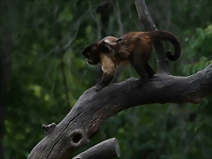 Zoo Madrid agosto 2010 1196 Zoo Madrid agosto 2010 1196