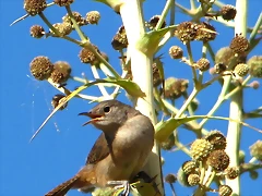 IMG_9906-1
