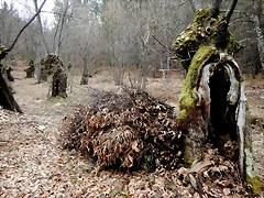 DSCN2968