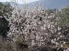Joven almendro en flor (Torrealver)