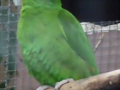 Amazona ochrocephala Amazona ochrocephala