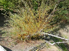 DSCN7555 DSCN7555