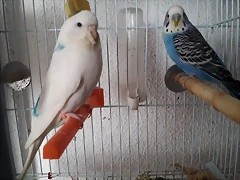 FB_IMG_1488666071325_zpsb8u7lokk