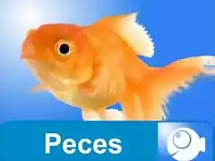 peces web