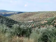 panormica de las puercas