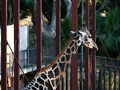 Zoo de Barcelona 10-01-2011 062 Zoo de Barcelona 10-01-2011 062