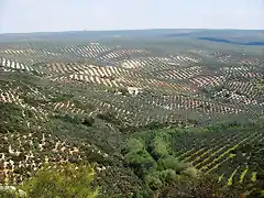 panormica de losilla